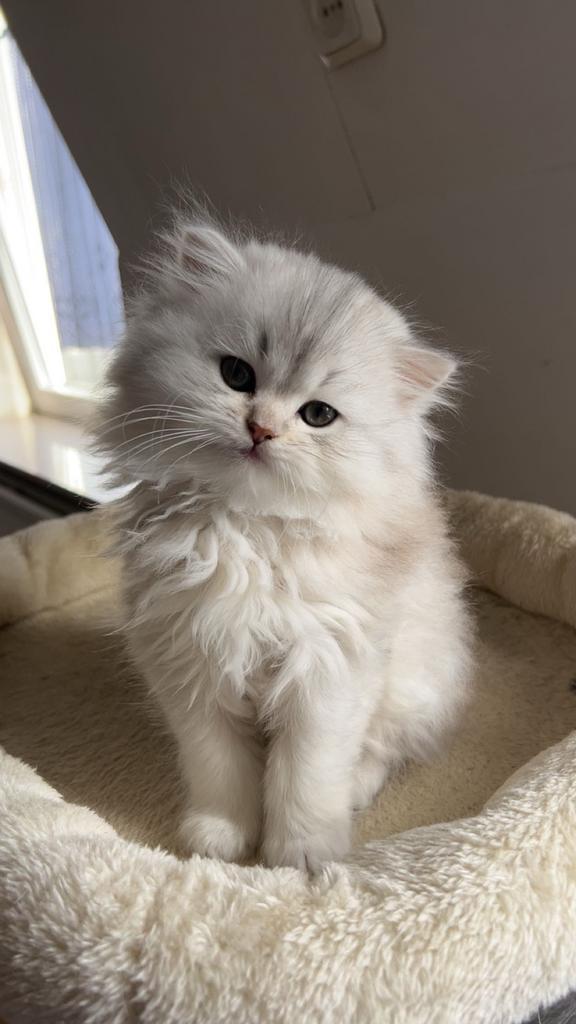 Brits Korthaar kitten, Dieren en Toebehoren, Katten en Kittens | Raskatten | Langhaar, Kater, Ontwormd