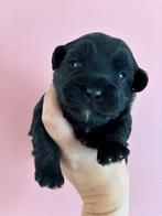 Kruising pups Toypoedel - Shitzu - Jackrussel, Rabiës (hondsdolheid), 8 tot 15 weken, Meerdere, Meerdere dieren
