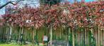 glansmispel leiboom, Tuin en Terras, Planten | Bomen, Lente, Volle zon, 250 tot 400 cm, Leiboom