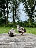 Kleur zuivere japanse kwartel hennen, Dieren en Toebehoren, Pluimvee, Vrouwelijk, Overige soorten