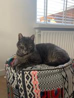 Kat, nieuw baasje gezocht i.v.m. jonge kinderen, Dieren en Toebehoren, Katten en Kittens | Overige Katten, Kater, Kortharig, 6 jaar of ouder