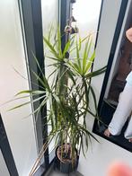 Dragon tree 150cm hoog met pot, Huis en Inrichting, Kamerplanten, Ophalen of Verzenden, Overige soorten