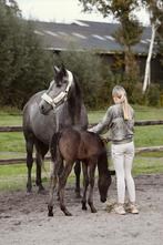 ## SUPER LEUKE, knappe en lieve moeder & zoon ##, Dieren en Toebehoren, Pony's, Merrie, Gechipt, 3 tot 6 jaar