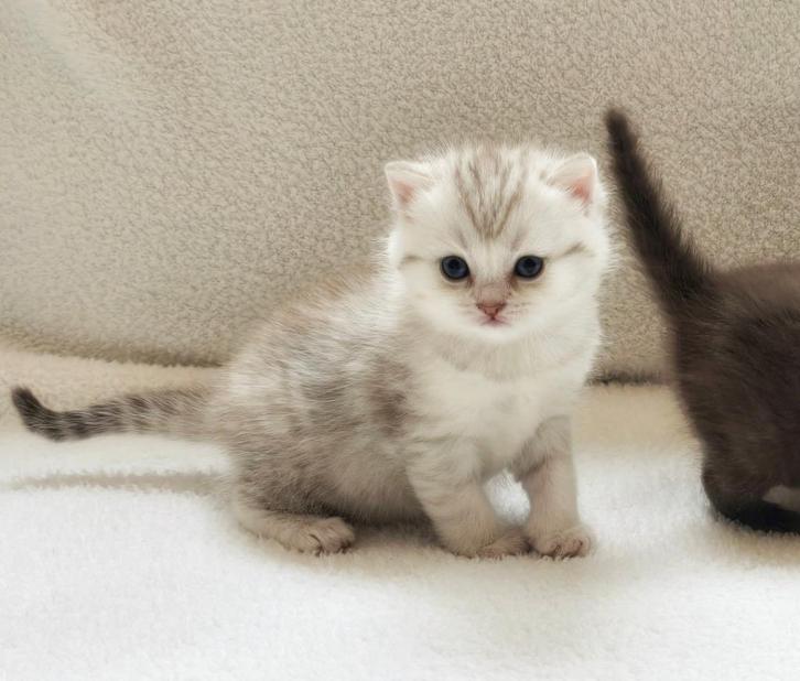 Britse korthaar kittens, Dieren en Toebehoren, Katten en Kittens | Raskatten | Korthaar, Meerdere dieren, 0 tot 2 jaar, Gechipt