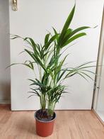 Dypsis Lutescens - Areca palm / Goudpalm H: 80 cm., Huis en Inrichting, Kamerplanten, Minder dan 100 cm, Palm, Halfschaduw, Ophalen