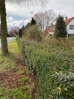 Taxus haag 15 meter, gratis, Tuin en Terras, Planten | Bomen, Overige soorten, Bloeit niet, Ophalen of Verzenden