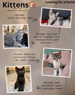 Kittens zoeken een nieuw thuis, Dieren en Toebehoren, Meerdere dieren, 0 tot 2 jaar