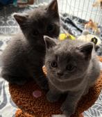 Lieve Britse Korthaar kittens (zonder stamboom), Meerdere dieren, Ontwormd, 0 tot 2 jaar