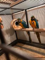 Te koop blauwgele ara, Mannelijk, Papegaai