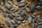 Armadillidium peraccae, Dieren en Toebehoren, Overige soorten