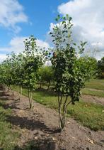 Ginkgo biloba meerstammige bomen in maten, Ophalen of Verzenden, Volle zon, Overige soorten