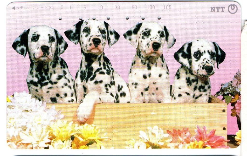 Dalmatiërs 1, Ophalen of Verzenden