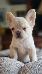 😍 nog 1 Super stoere x fluffy franse bulldog pup teefje 😍, Parvo, 8 tot 15 weken, Teef, Bulldog