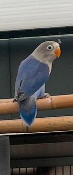 Fisheri Violet split ino, Dieren en Toebehoren, Geslacht onbekend, Dwergpapegaai of Agapornis, Geringd