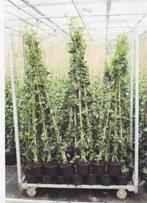 Klimop Hedera hibernica gestokt 80/100 t/m 150/175, Ophalen, Vaste plant, Bloeit niet, Halfschaduw