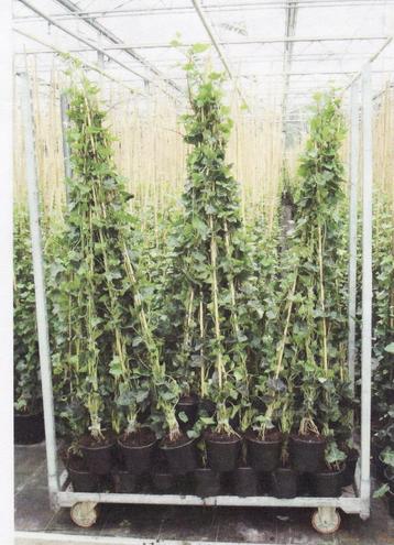 Klimop Hedera hibernica gestokt 80/100 t/m 150/175 beschikbaar voor biedingen