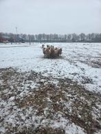 Te koop kerry hill, Dieren en Toebehoren