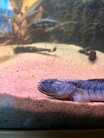 drakenkopvis, Dieren en Toebehoren, Vis, Zoetwatervis