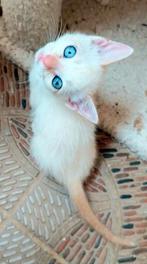 Knappe broer en zus kittens, Dieren en Toebehoren, Katten en Kittens | Overige Katten, Meerdere dieren, Kortharig, 0 tot 2 jaar
