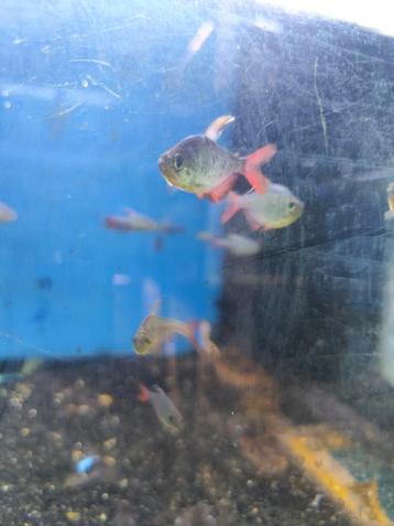 Columbia tetra 3,15 pst desgewenst bezorgd aan huis  beschikbaar voor biedingen