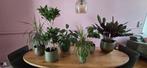 6 huiskamer planten met potten, Ophalen, Overige soorten, Minder dan 100 cm