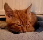 2 mooie lieve en sociale kittens mogen naar hun gouden huis!, Dieren en Toebehoren, Katten en Kittens | Overige Katten, Meerdere dieren