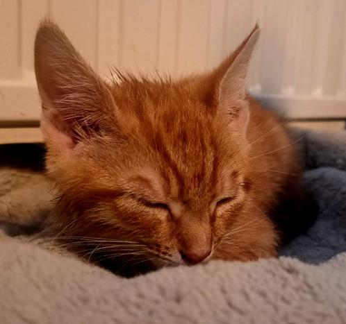 2 mooie lieve en sociale kittens mogen naar hun gouden huis!, Dieren en Toebehoren, Katten en Kittens | Overige Katten, Meerdere dieren