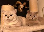 Prachtige britse korthaar katers, Dieren en Toebehoren, Kater, Gechipt, 0 tot 2 jaar