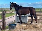 So perfect x toto jr merrie, Dieren en Toebehoren, Paarden, Merrie, Z, Dressuurpaard, 170 tot 175 cm