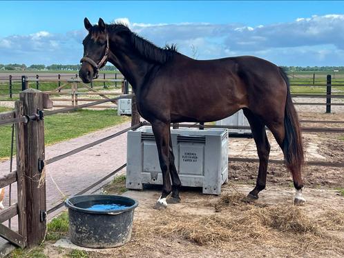 So perfect merrie 🐴RUILEN HENGSTVEULEN, Dieren en Toebehoren, Paarden, Merrie, Z, 170 tot 175 cm, 11 jaar of ouder, Dressuurpaard