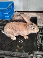 Lotharinger, Dieren en Toebehoren, Konijnen, Mannelijk, Groot