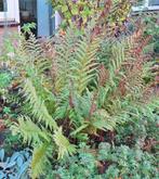 Grote varen te koop, Tuin en Terras, Planten | Tuinplanten, Vaste plant, Bloeit niet, Halfschaduw, Ophalen