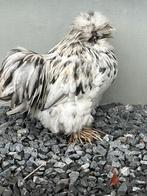 Haan, Dieren en Toebehoren, Pluimvee, Meerdere dieren, Kip