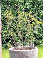 Dwergsering paars (zonder pot), Tuin en Terras, Planten | Tuinplanten, Vaste plant, Halfschaduw, Lente, Ophalen