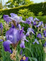 Iris Germanica gentius, Baardiris, Vaste plant, Lente, Ophalen