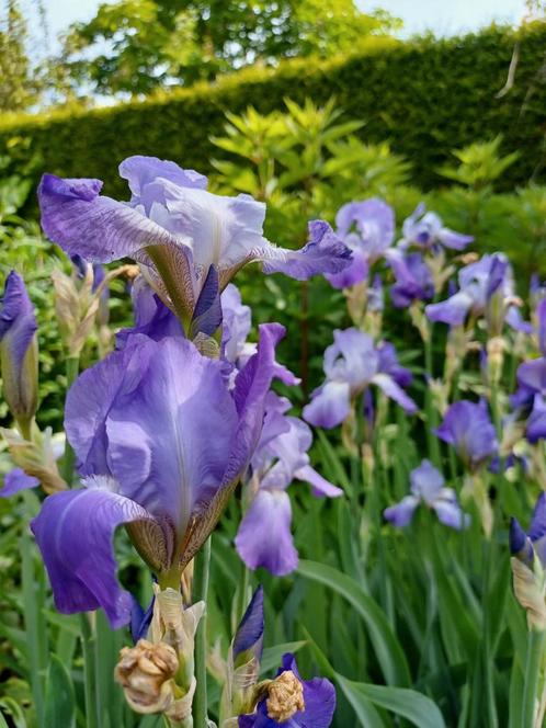 Iris Germanica gentius, Baardiris, Tuin en Terras, Planten | Tuinplanten, Vaste plant, Lente, Ophalen