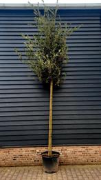 Quercus ilex (Steeneik) hoogstam 🌳, Ophalen, Halfschaduw
