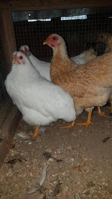 4 supermooie wyandotte krielhennen. beschikbaar voor biedingen