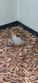 Chinese dwergkwartel haan natuurbroed, Dieren en Toebehoren, Vogels | Overige Vogels