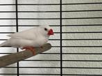 Witte zebravinken, evt. met nette kooi, Dieren en Toebehoren, Vogels | Overige Vogels, Meerdere dieren, Tropenvogel