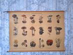 Oude schoolplaat Paddestoelen nr 1, Ophalen of Verzenden, Natuur en Biologie