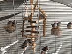 11 prachtige zebravinken incl. grote kooi, Dieren en Toebehoren, Vogels | Overige Vogels, Meerdere dieren