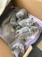 Britste korthaar kittens, Dieren en Toebehoren, Meerdere dieren, 0 tot 2 jaar