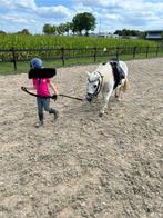 Super super kinderpony, Dieren en Toebehoren, Pony's, B, Ruin, A pony (tot 1.17m), Gechipt
