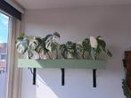 Super mooie monstera variegata gewortelde stekken, Ophalen, Overige soorten, Halfschaduw, Minder dan 100 cm
