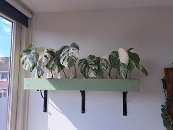 Super mooie monstera variegata gewortelde stekken beschikbaar voor biedingen
