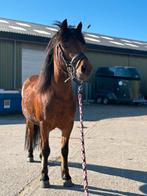 Te koop: Lieve pony Polly op zoek naar een 5-sterren huisje!, Dieren en Toebehoren, Paarden, Minder dan 160 cm, Niet van toepassing
