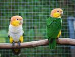 Koppel Witbuik Caiques 2024, Dieren en Toebehoren, Vogels | Parkieten en Papegaaien, Meerdere dieren, Papegaai, Geringd