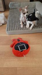 Chihuahua, Dieren en Toebehoren, Honden | Chihuahua's en Gezelschapshonden, HCC (leverziekte), Reu, 8 tot 15 weken, Meerdere