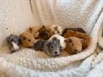 Lieve baby cavia’s te koop, Dieren en Toebehoren, Knaagdieren, Januari, Meerdere dieren, Cavia